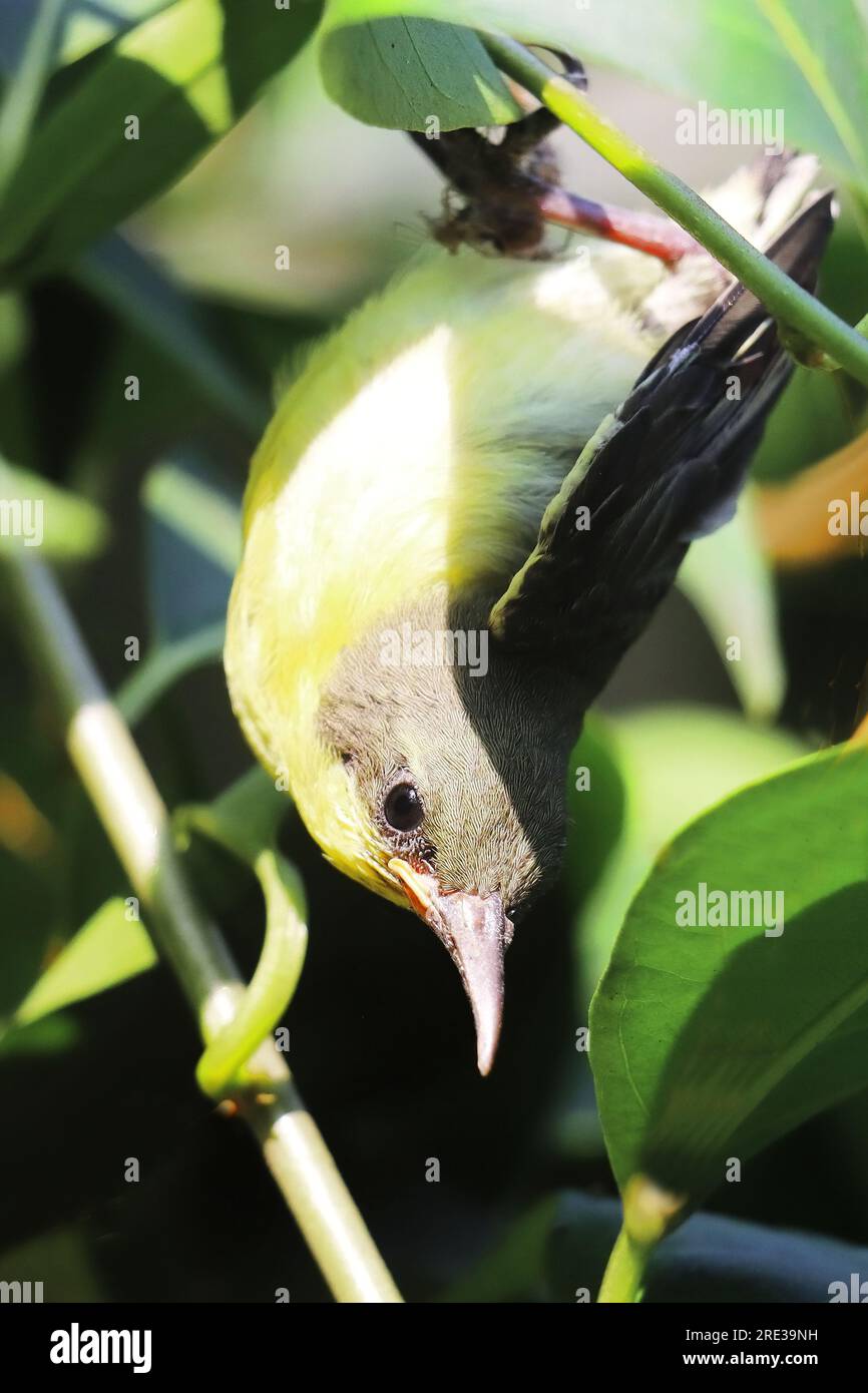 a juvenile purple rumped sunbird (leptocoma zeylonica) perching on a tree branch in a tropical forest in summertime, west bengal in india Stock Photo