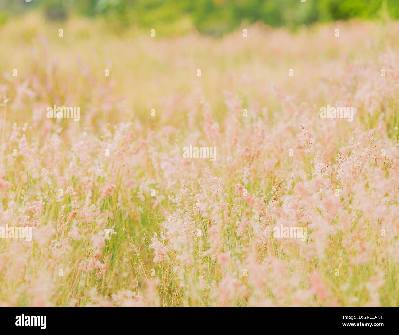 Wild grass in the morning light, great to see them close up Stock Photo