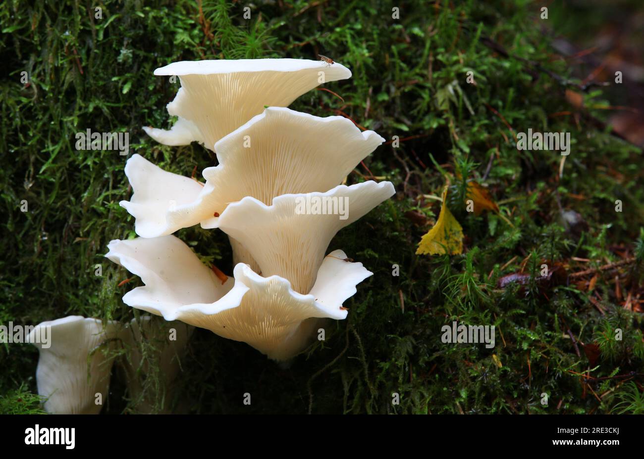 Oyster mushroom [ Pleurotus ostreatus ] growing on mossy stump Stock Photo