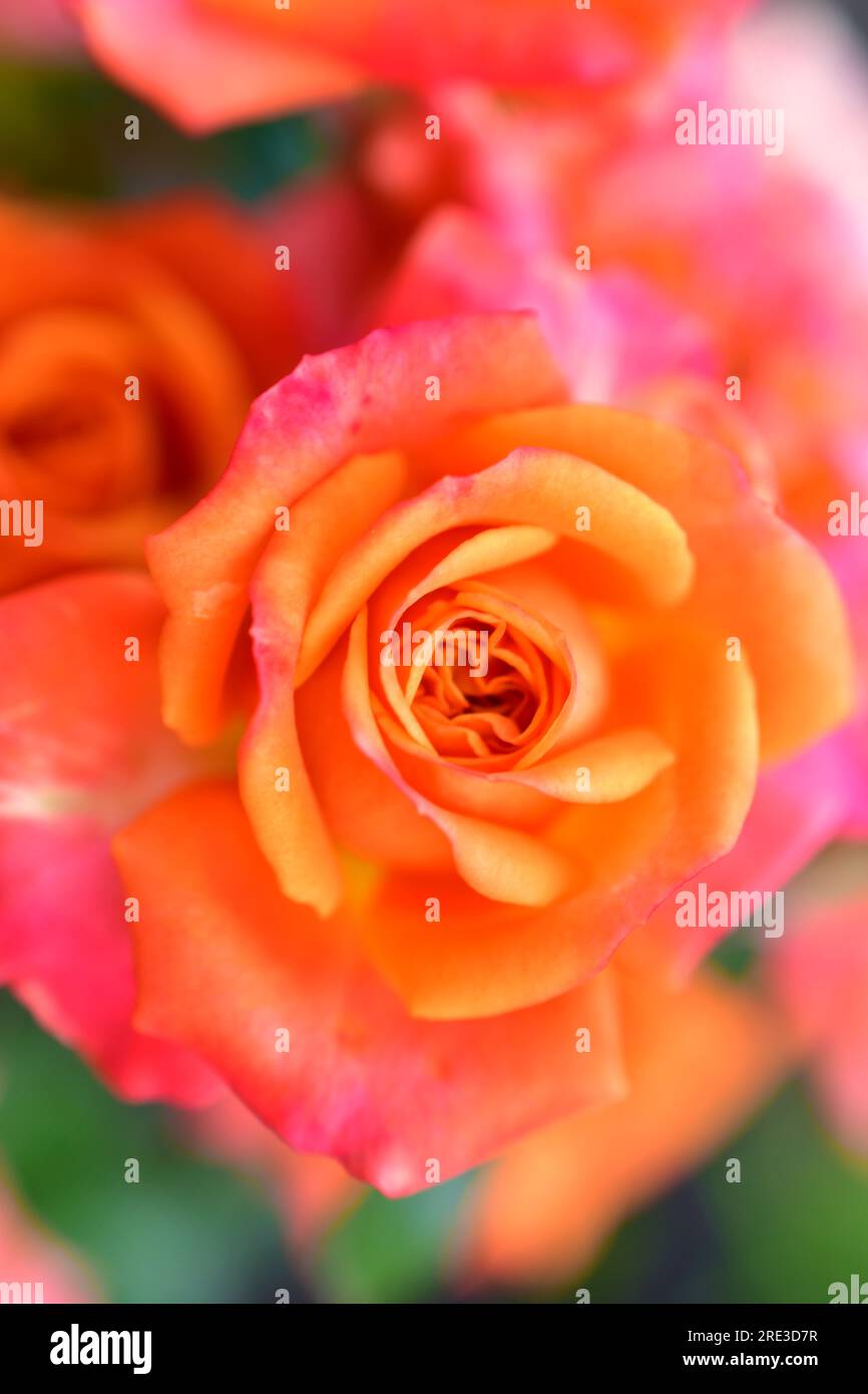 Pink and yellow dwarf rose flowers close up Stock Photo