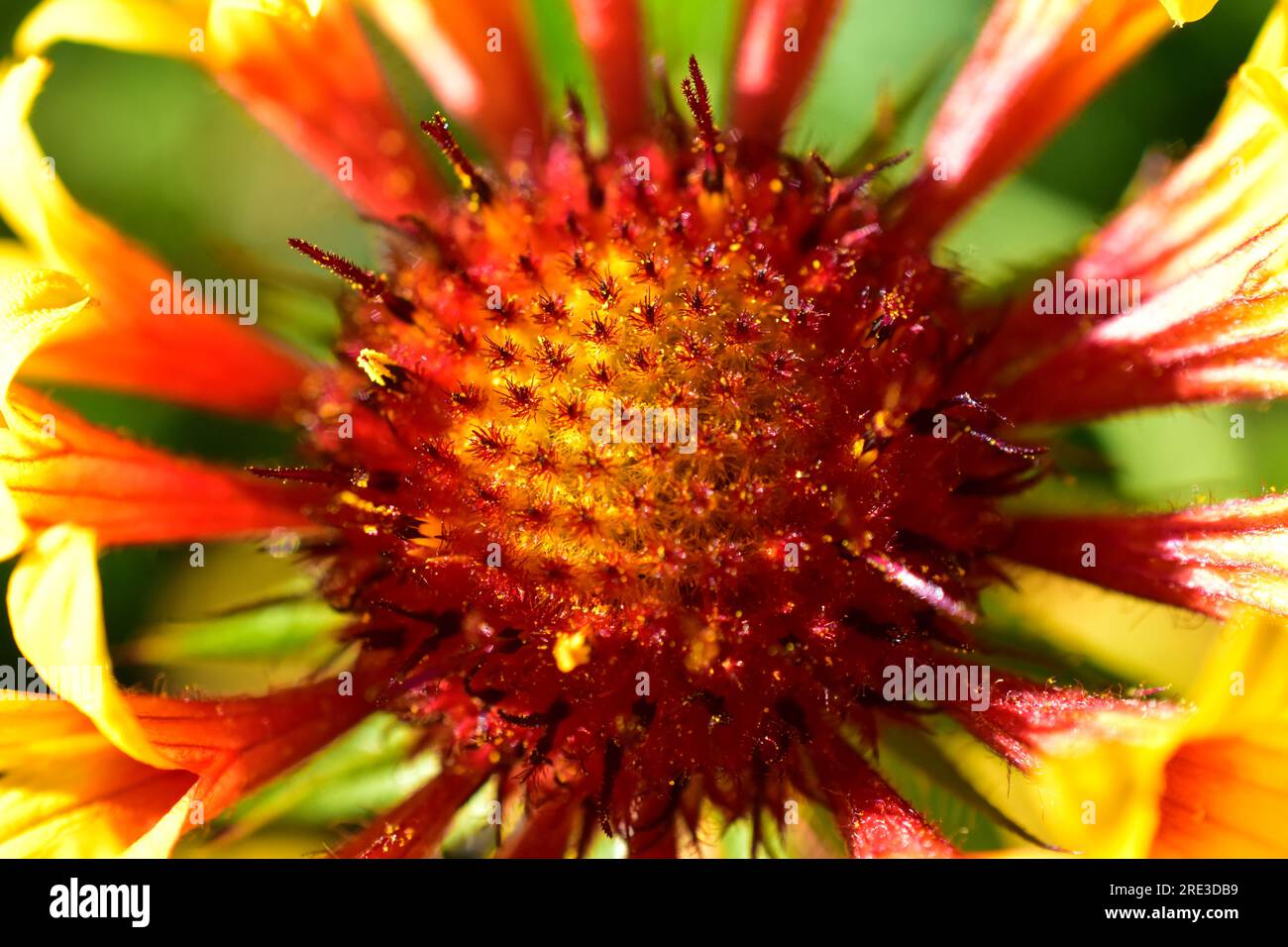 Red gaillardia flowers in the garden macro close-up (no focus, bokeh) reboot Stock Photo