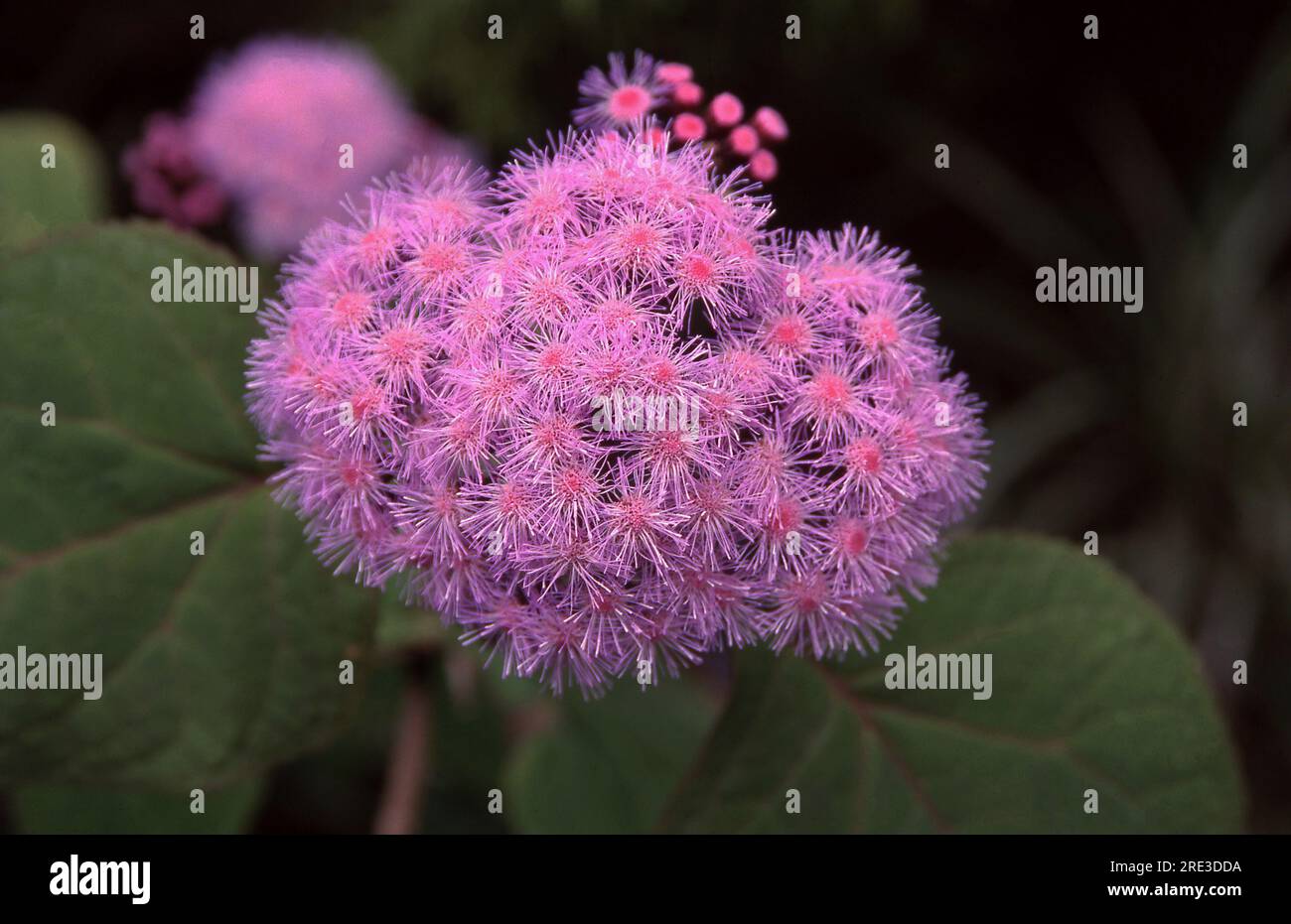 AGERATUMS ARE GROWN FOR THEIR ATTRACTIVE MAUVE FLOWERS. Stock Photo