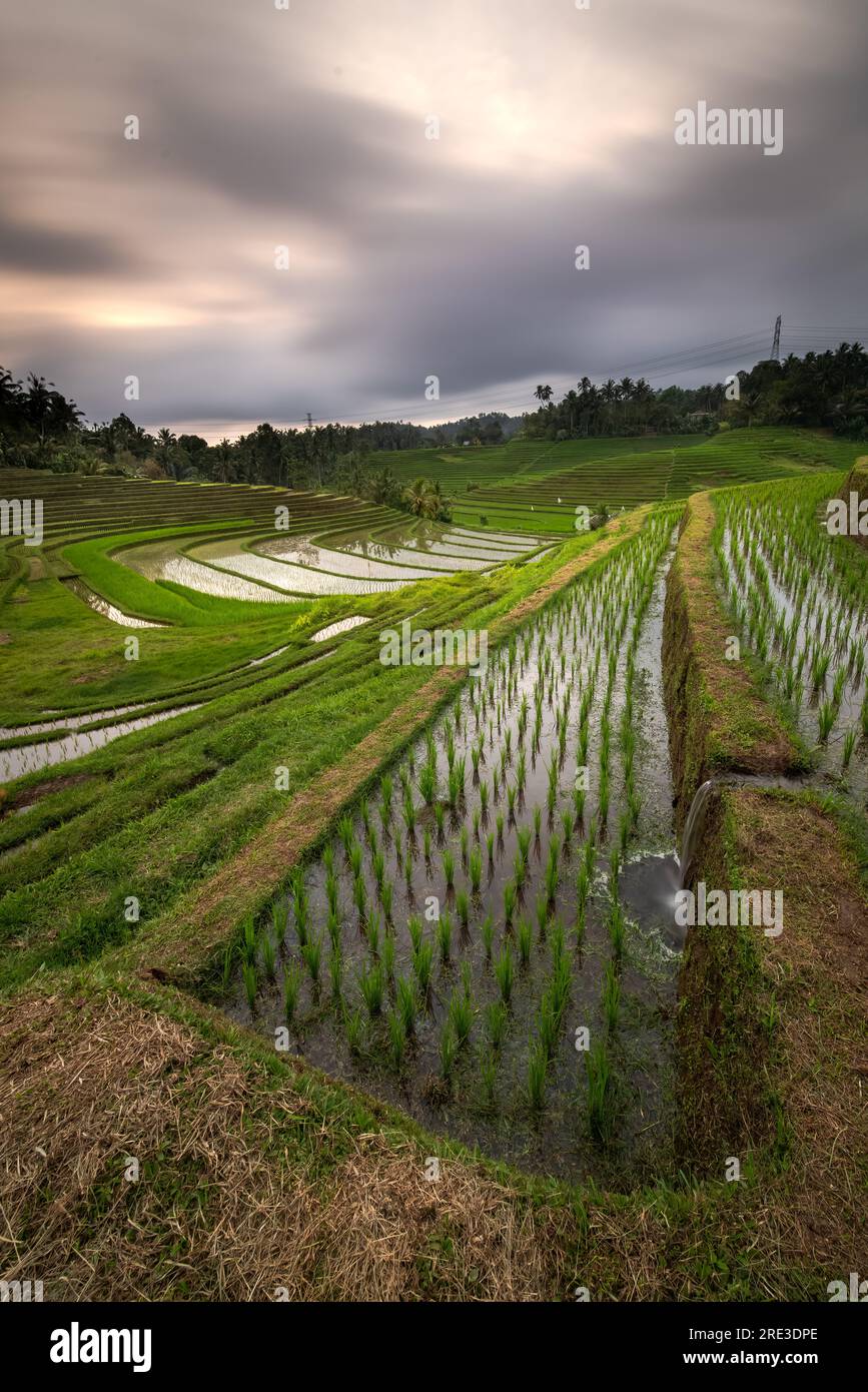 View of the rice fields on a cloudy afternoon Stock Photo - Alamy