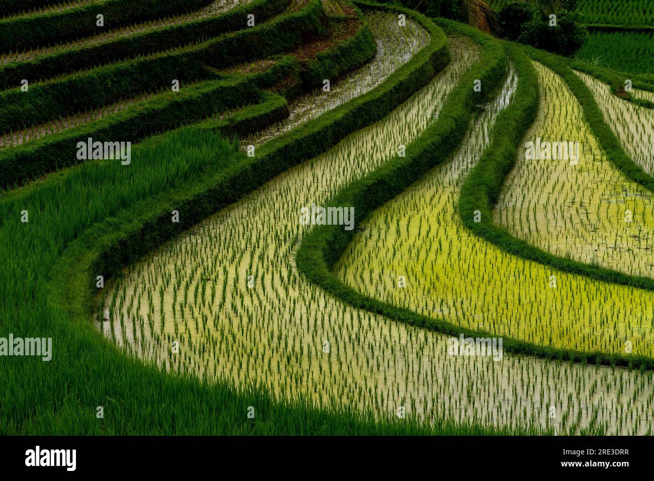 View of the rice fields on a cloudy afternoon Stock Photo - Alamy