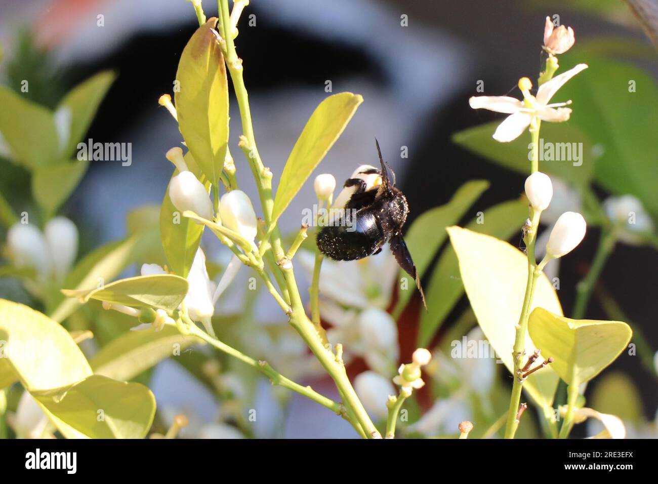 Carpenter bee. Xylocopina. Large carpenter bee. Black Anthophila. Bumble bee. Stock Photo