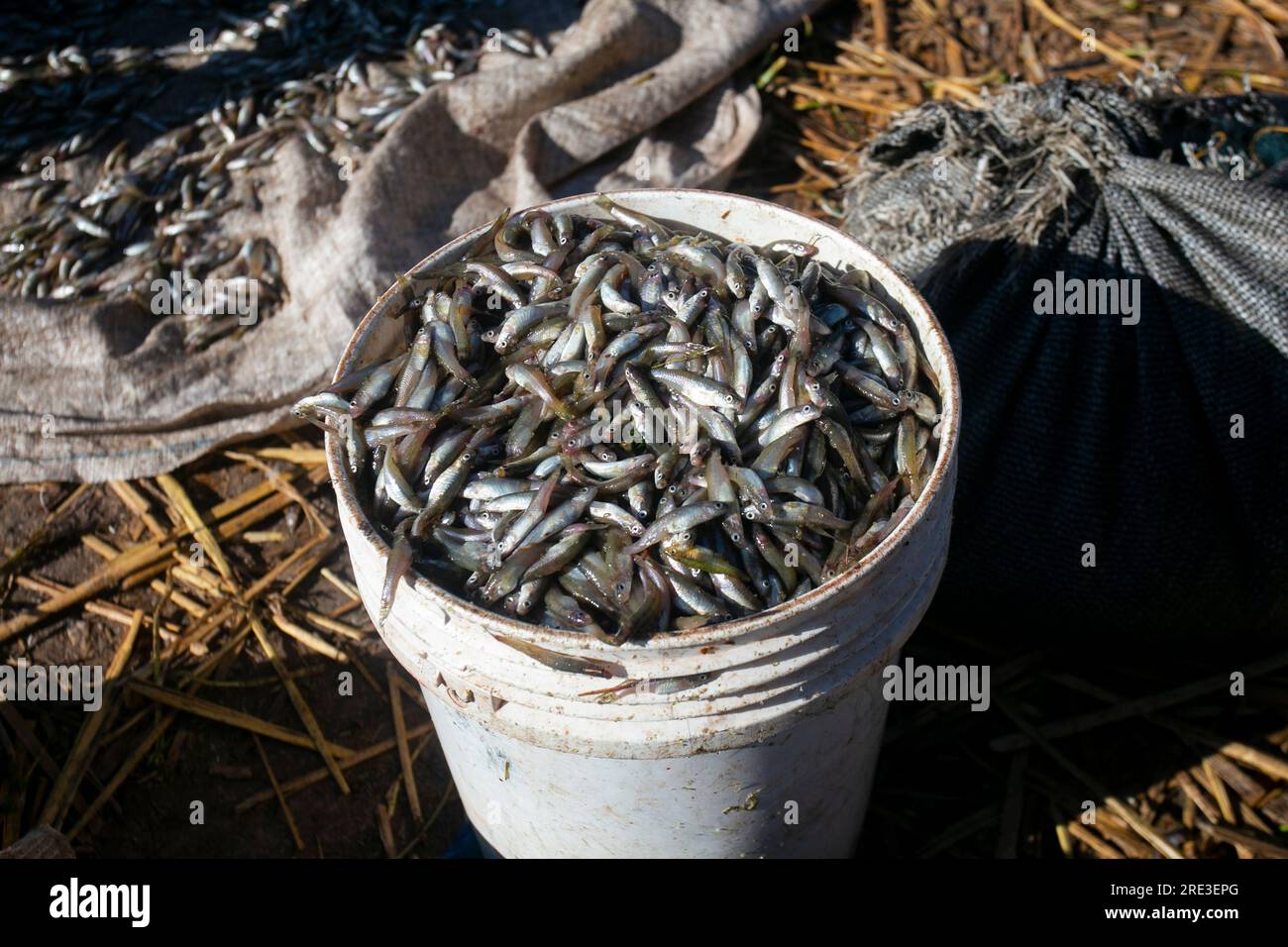 The Ispi is a type of small fish typical of Lake Titicaca, they are