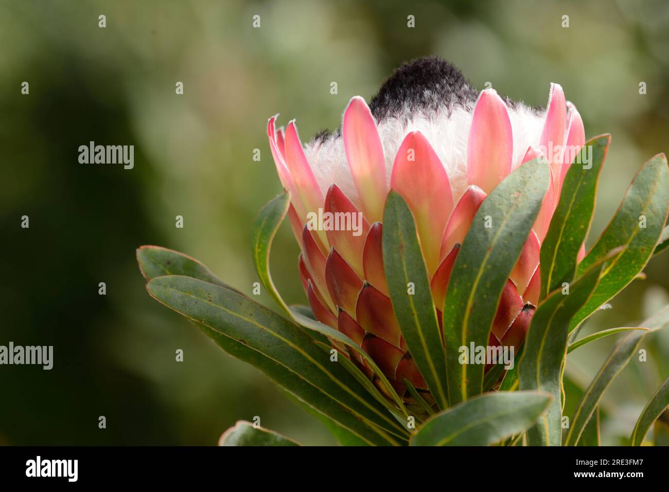 King protea South African flower with large striking pink display Stock Photo