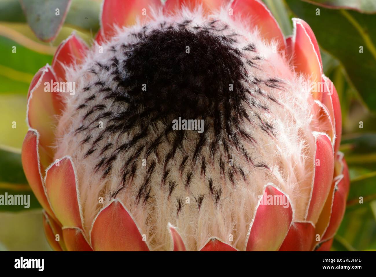 King protea South African flower with large striking pink display Stock Photo
