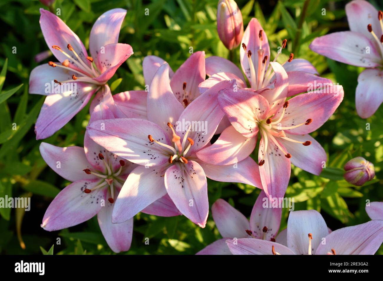 Red and white lily flowers in the garden. Lilies closeup. Flower
