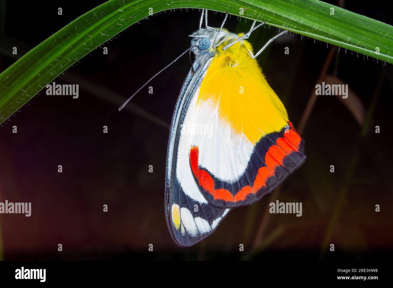 Painted Jezzabell Butterfly, Delias hyparete, Pieridae, wild, Malanda, Australia. Stock Photo