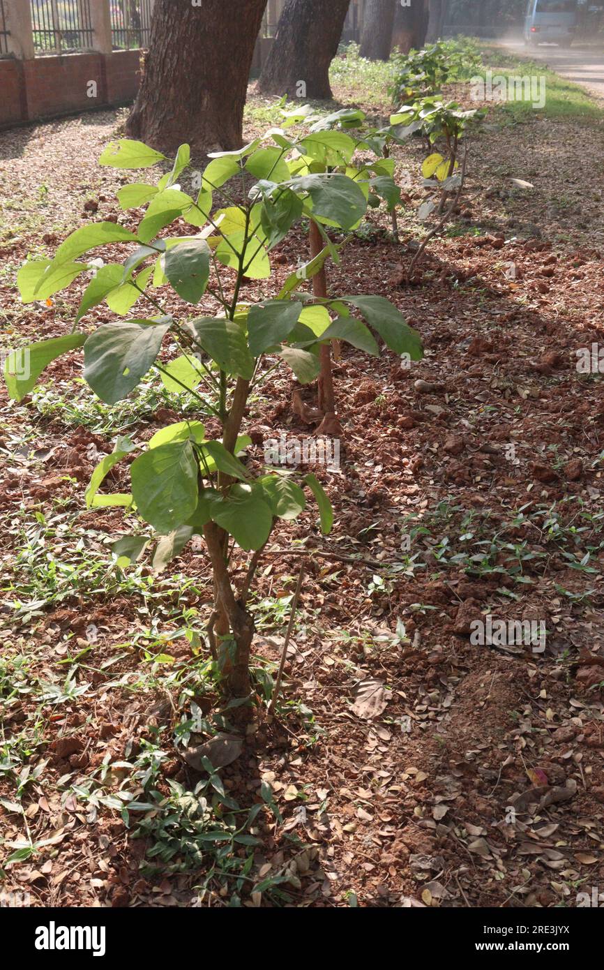 Macaranga peltata tree plant on farm for harvest are cash crops Stock Photo