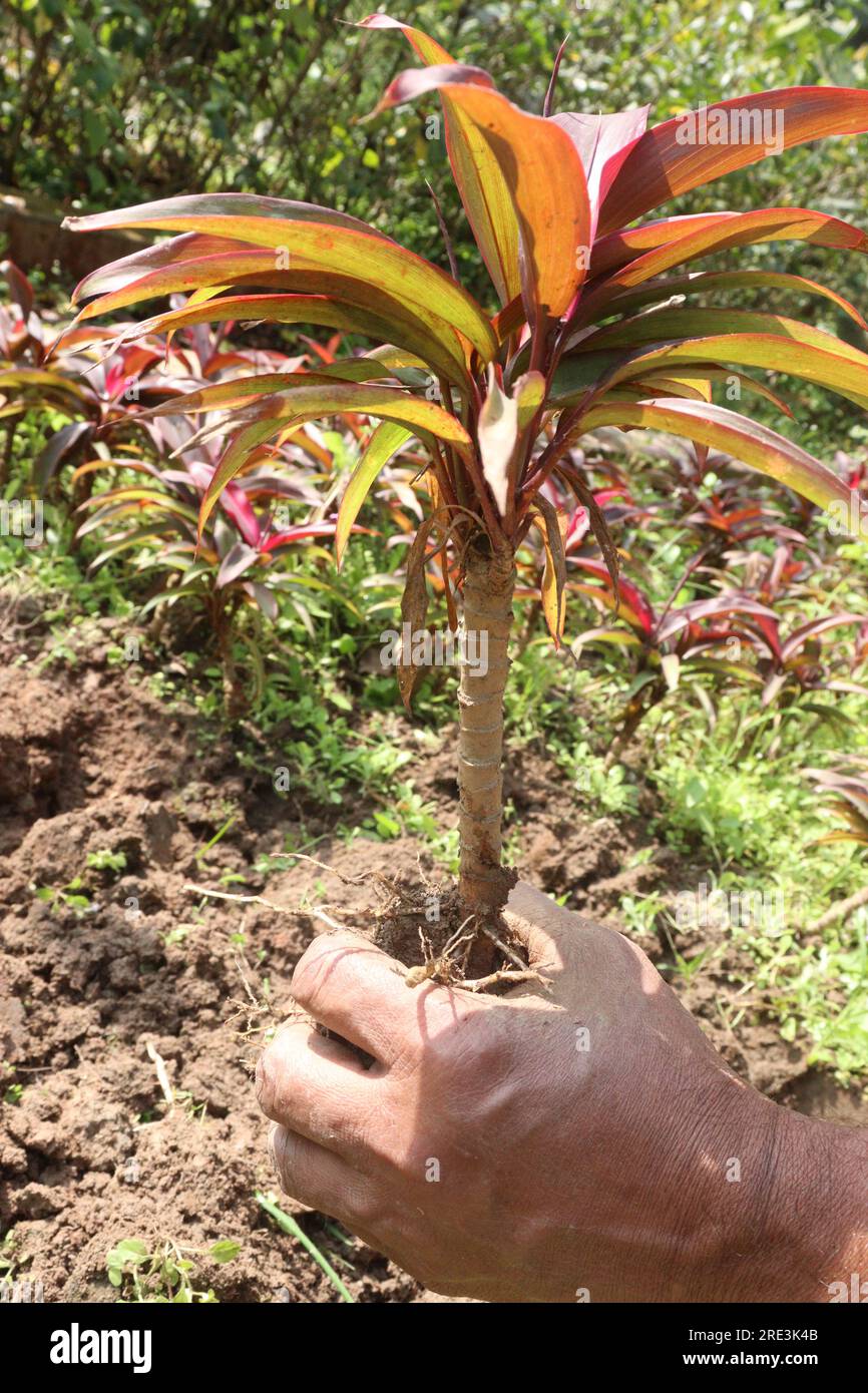 dracaena surculosa standort Dracaena Surculosa – Exotisches Laub – La Green Touch main image 1