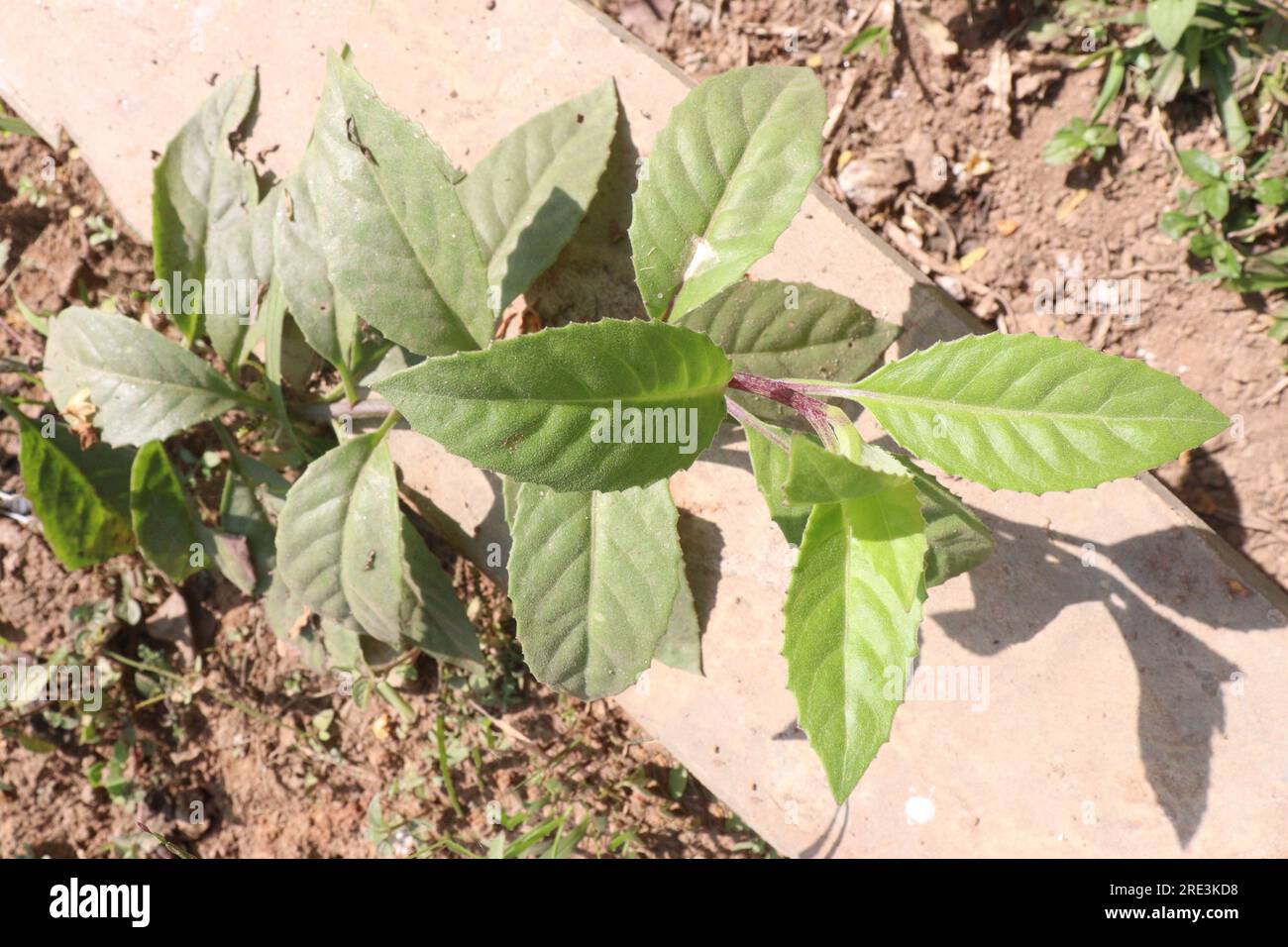 sarpagandha tree in farm for harvest and herbal use Stock Photo