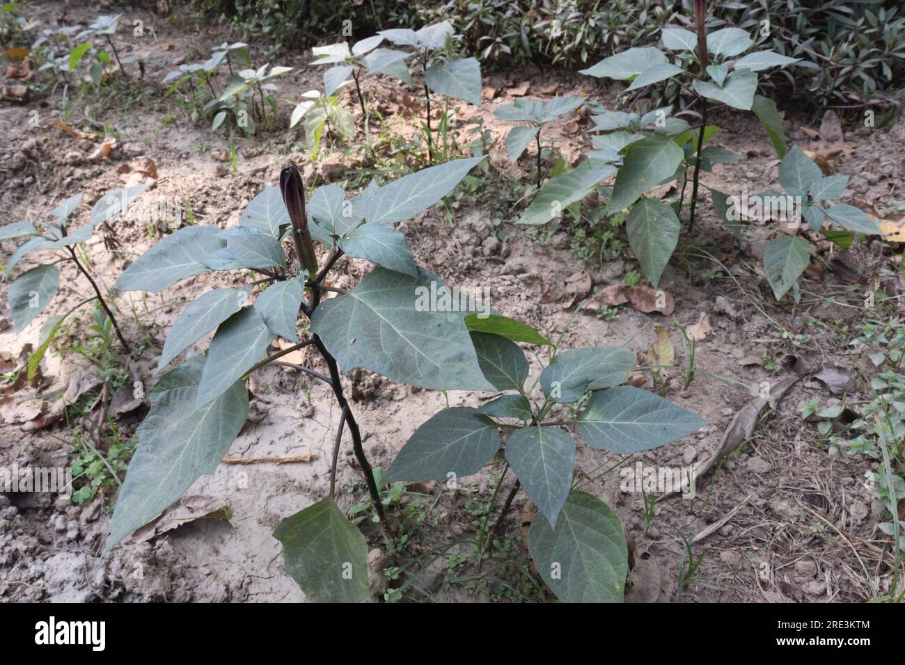 Datura metel tree plant on farm for medical need Stock Photo