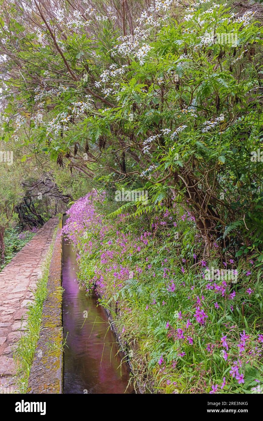 Colorful flowers along the Rabacal levada. The 25 fountains levada is one of the most popular in Madeira Island. Stock Photo