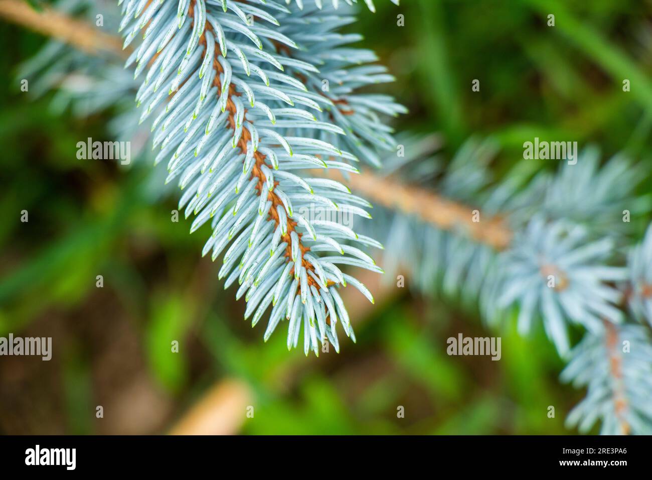 Abies procera Glauca, gray and blue pine Stock Photo