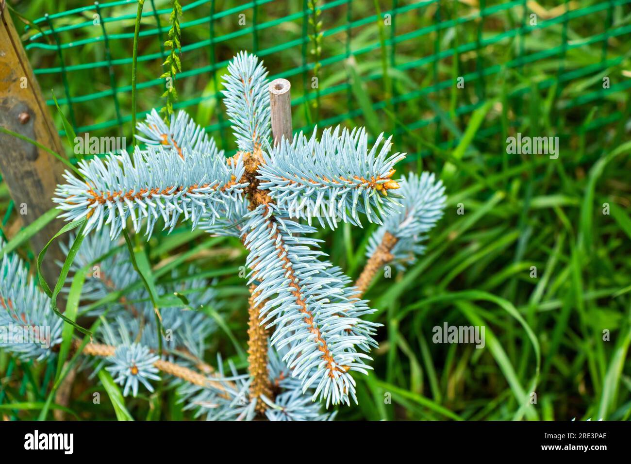 Abies procera Glauca, gray and blue pine Stock Photo