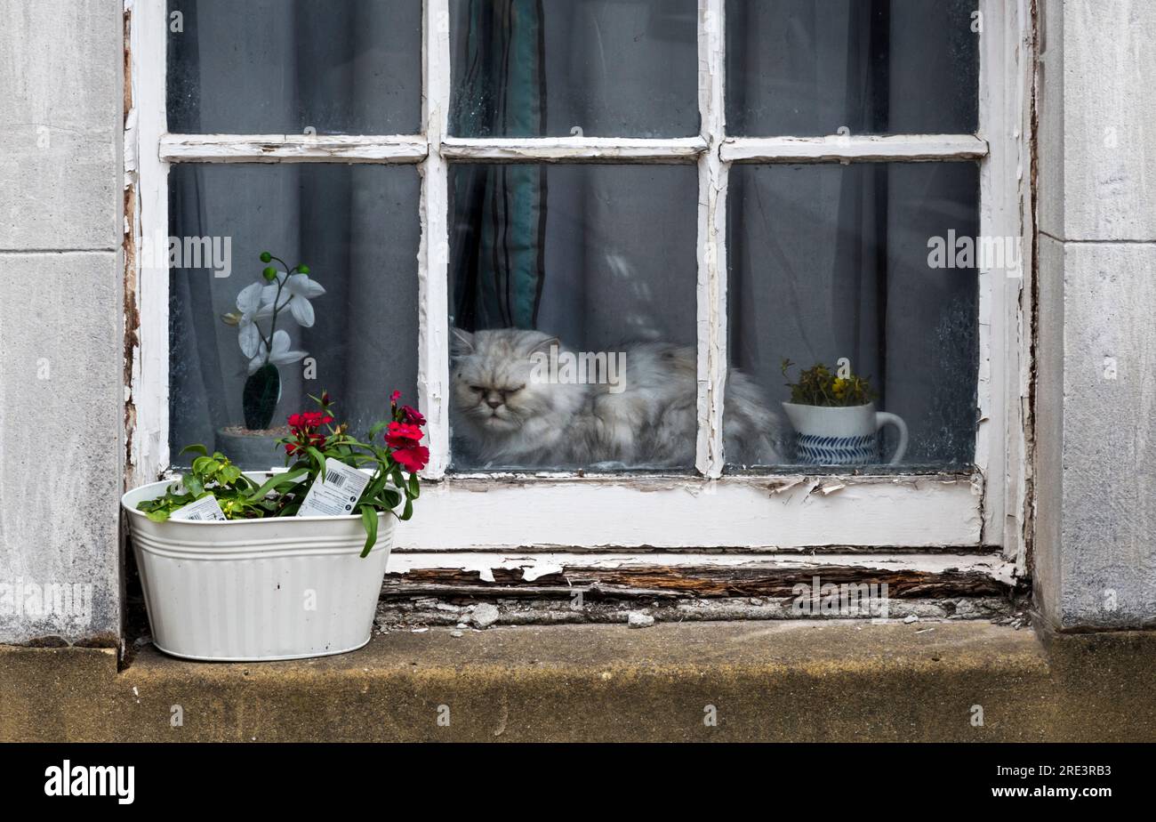 An annoyed looking cat sitting in a house window. Stock Photo