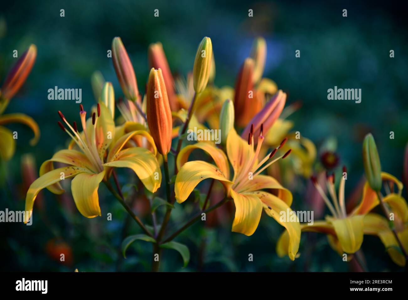Vector illustration yellow lilies hi-res stock photography and images ...
