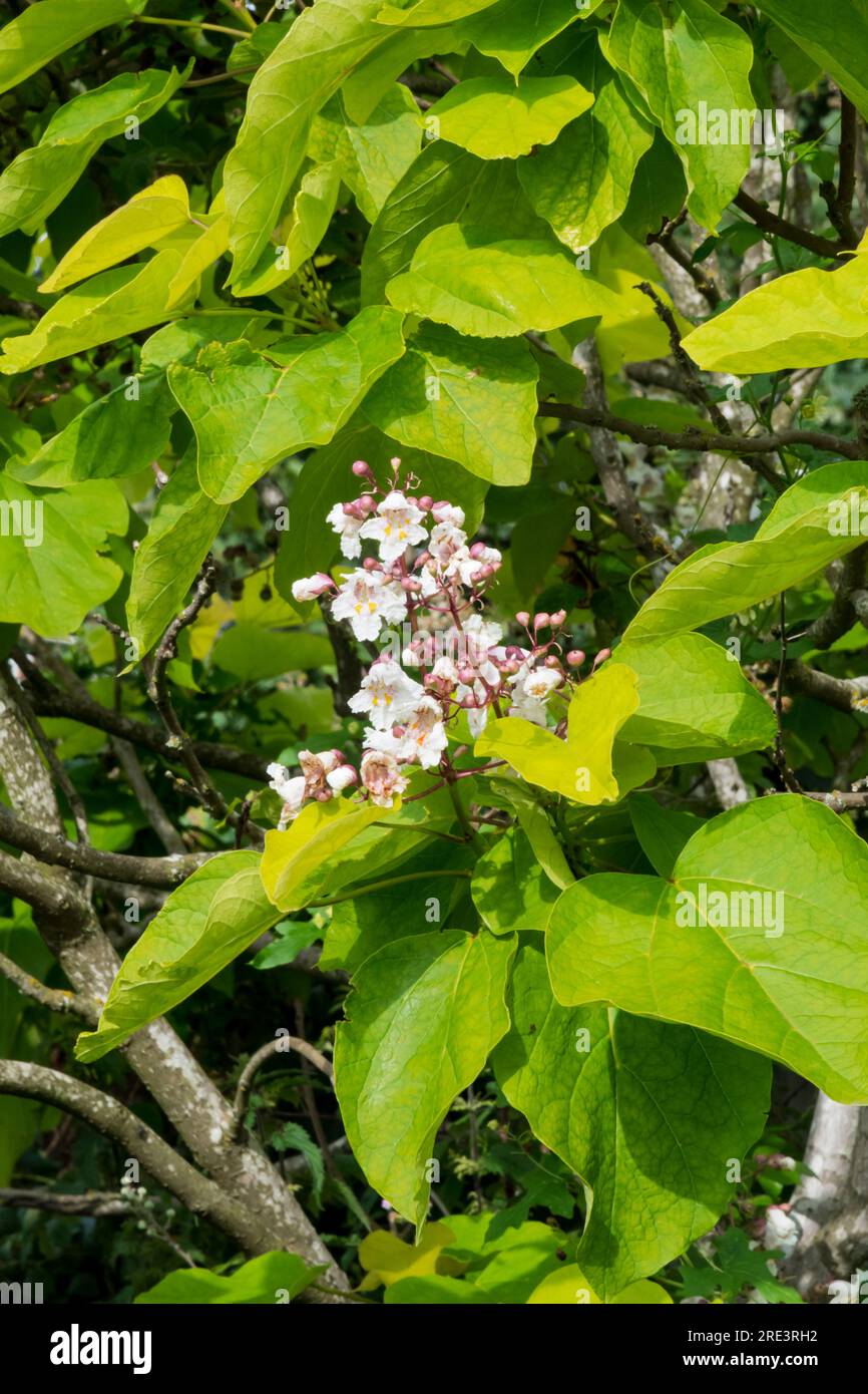 Flowers and large leaves of an indian bean tree, Catalpa bignonioides. Stock Photo