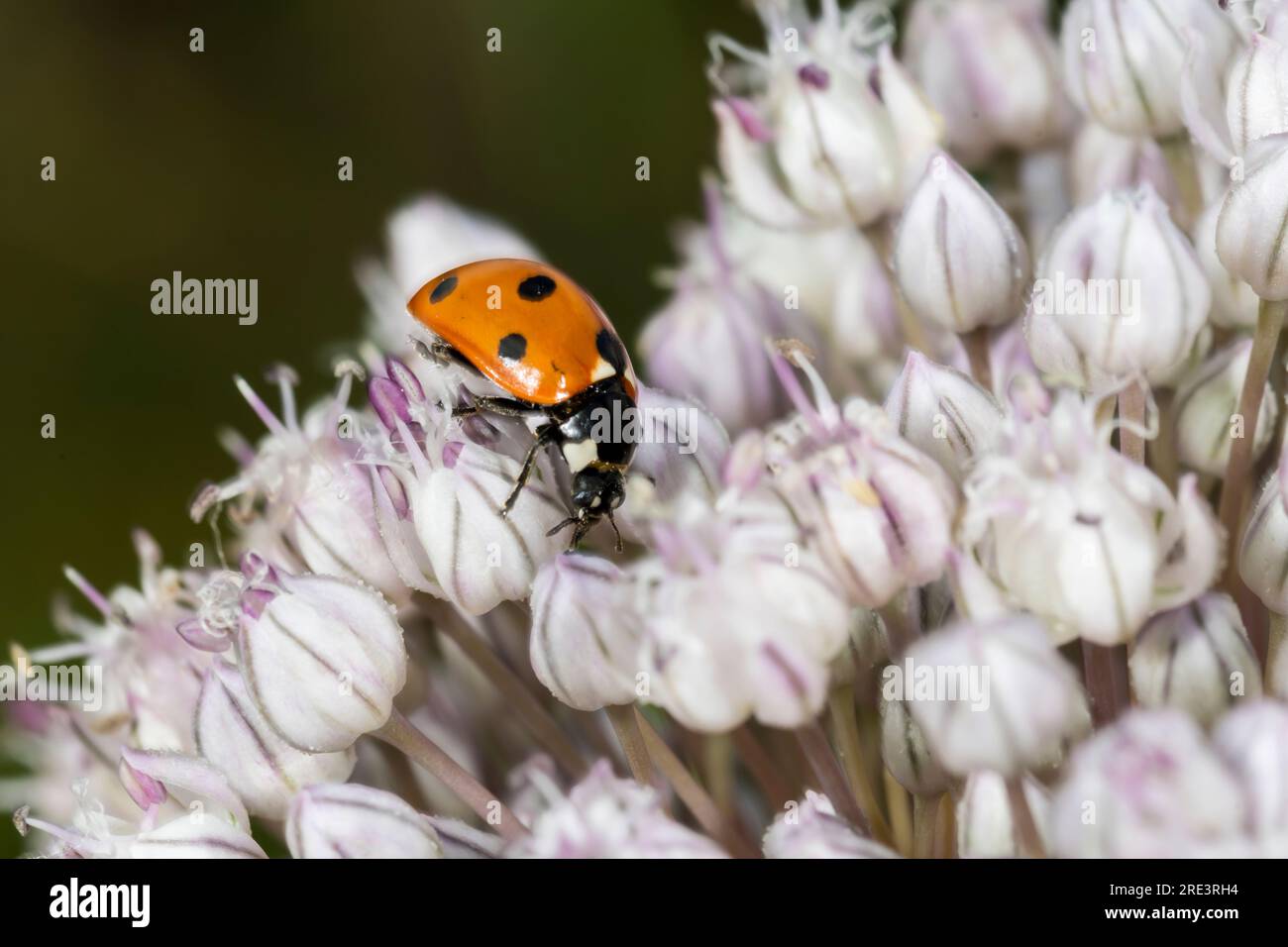 Seven spot ladybird, Coccinella septempunctata, on the flowerhead of a leek that has gone to seed. Stock Photo