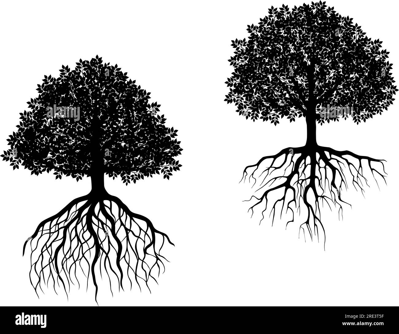 Two black and white vector trees showing different root systems with intricate fibrous roots and differently shaped leafy canopies Stock Vector