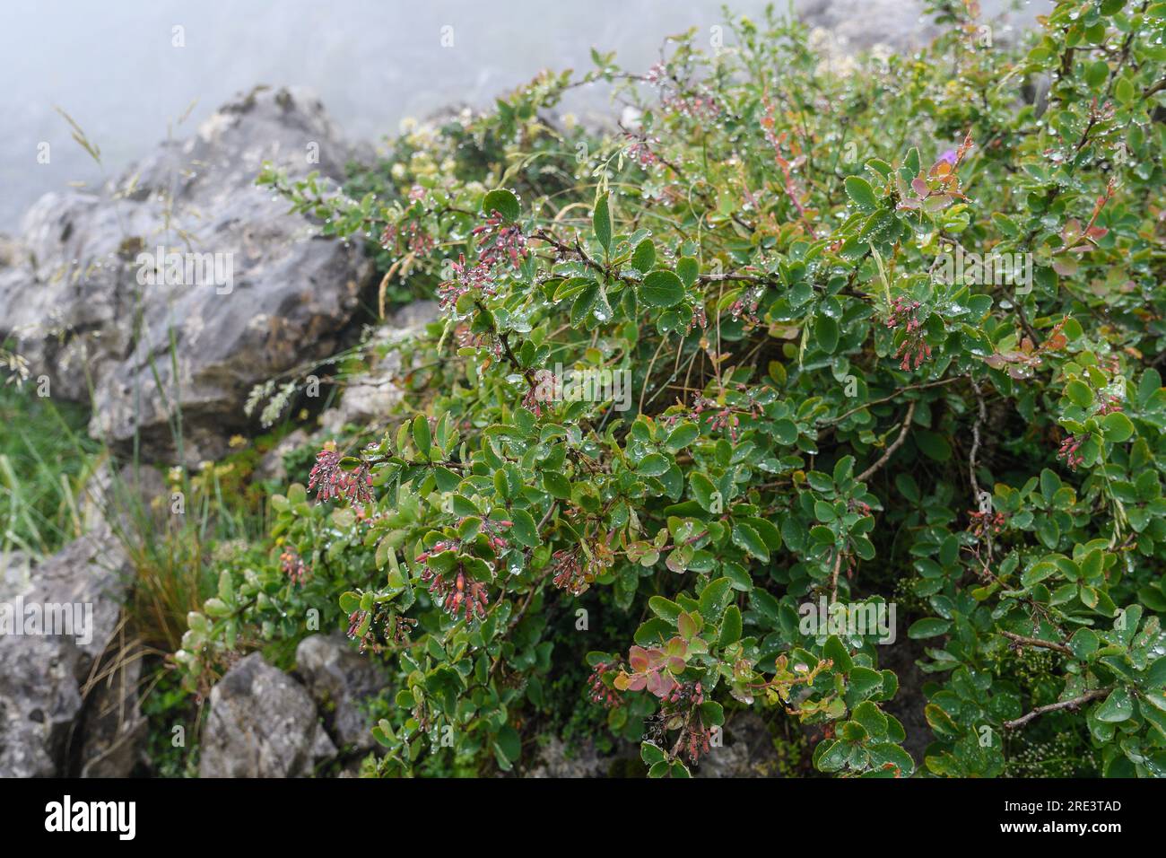 Berberis vulgaris with water drops in the mist in Picos de Europa Stock Photo