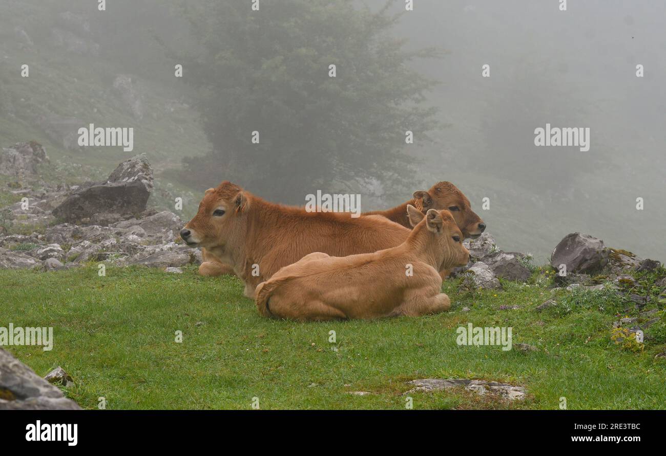 Picos de animales hi-res stock photography and images - Alamy