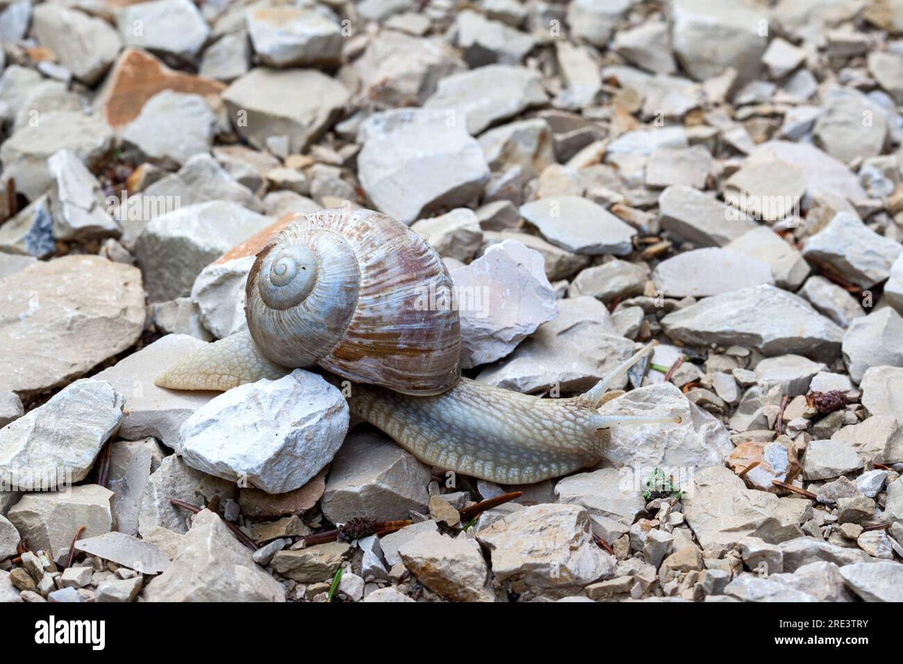 At a snail's pace over rocky paths. A Roman snail crawls along a gravel path. Stock Photo