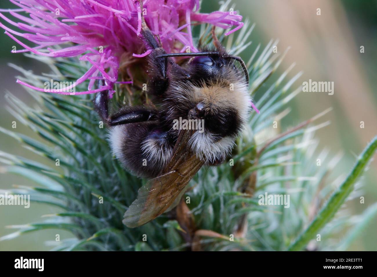 Prickly roost, bumblebee sitting on a thistle early in the morning while still asleep. Stock Photo