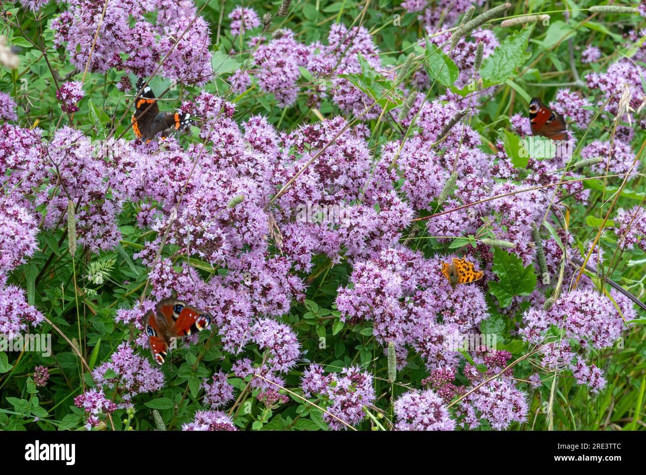 Variety of colourful butterflies nectaring on marjoram wildflowers on chalk downland habitat during summer, Hampshire, England, UK Stock Photo