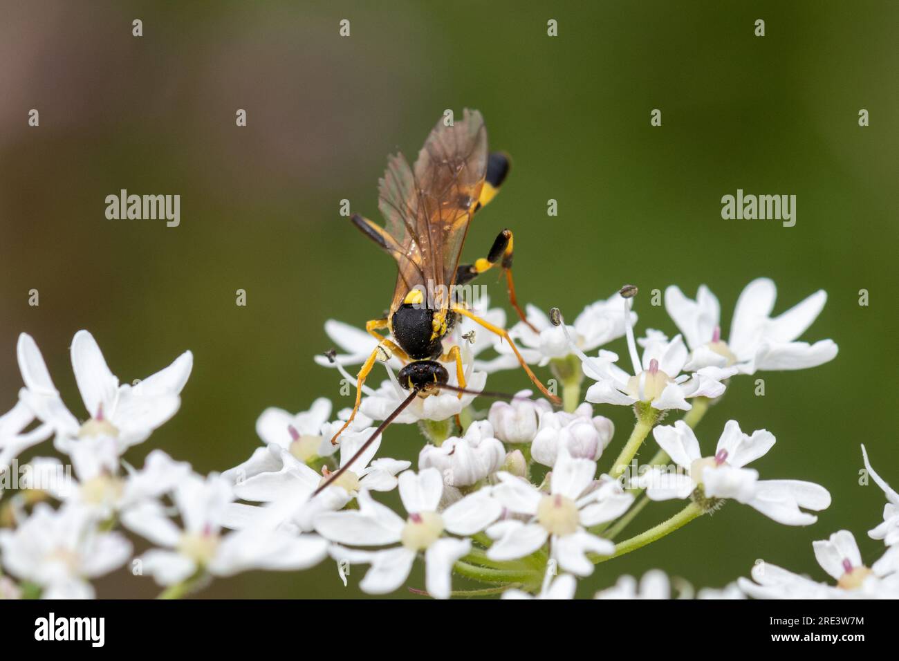 An ichneumon wasp, solitary wasp species, pollinator, pollinators, on an umbellifer flower, Hampshire, England, UK Stock Photo