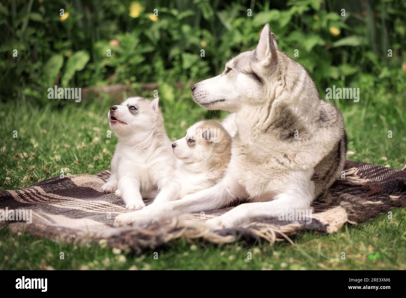Siberian Husky family, mother dog and puppies lying down in the grass ...