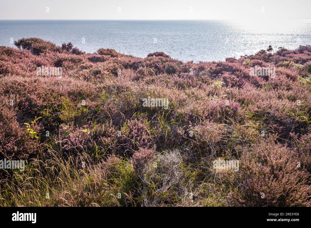 geography / travel, Germany, Schleswig-Holstein, Braderup, Braderup heath at white cliff, Sylt, ADDITIONAL-RIGHTS-CLEARANCE-INFO-NOT-AVAILABLE Stock Photo