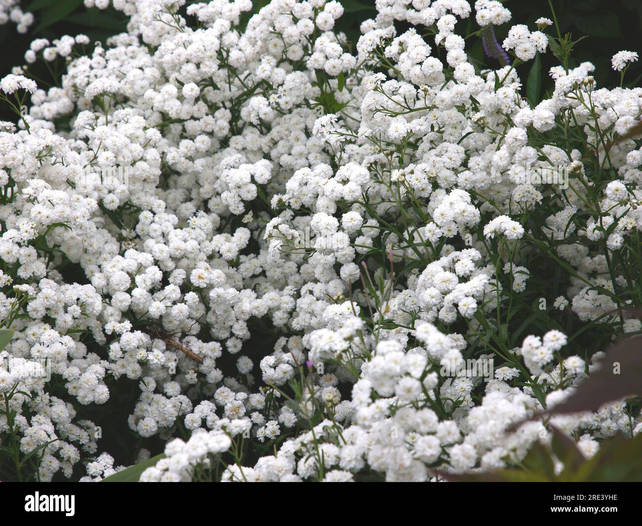 Closeup of the white flowering herbaceous perennial garden plant achillea ptarmica perry's white. Stock Photo