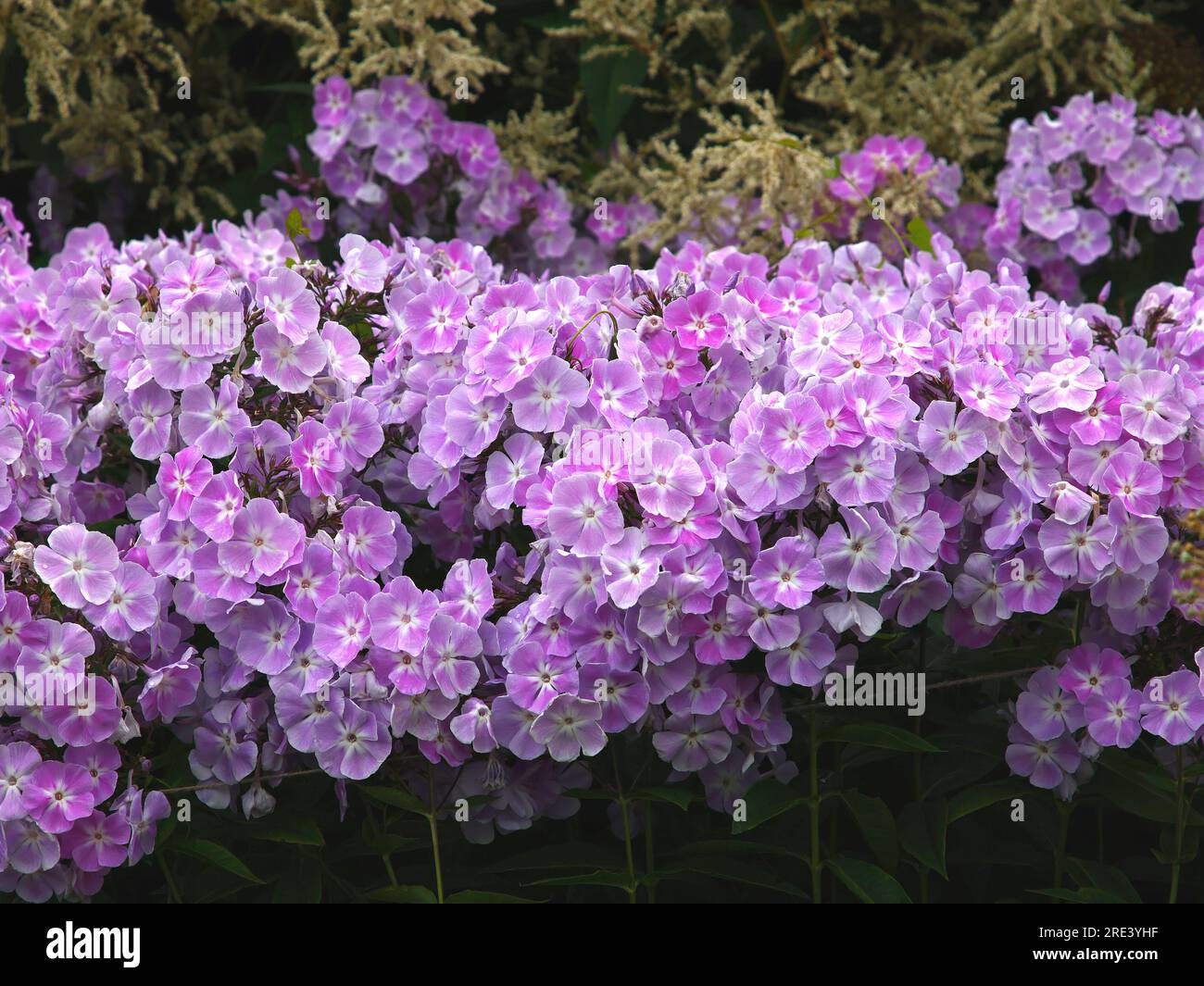 Closeup of the violet flowering herbaceous garden plant phlox paniculata violetta gloriosa. Stock Photo
