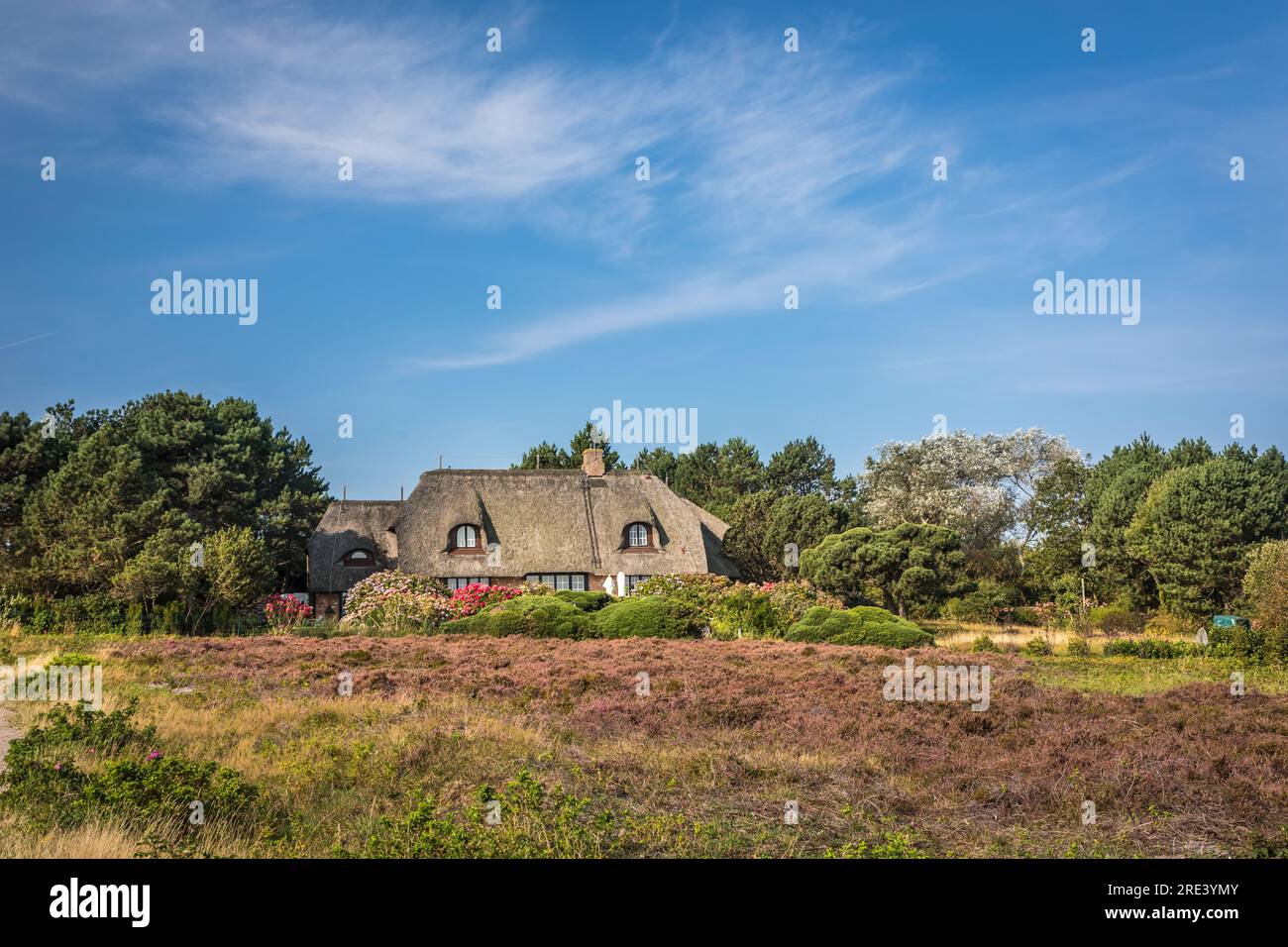 geography / travel, Germany, Schleswig-Holstein, Braderup, Braderup heath with thatched-roof house, ADDITIONAL-RIGHTS-CLEARANCE-INFO-NOT-AVAILABLE Stock Photo