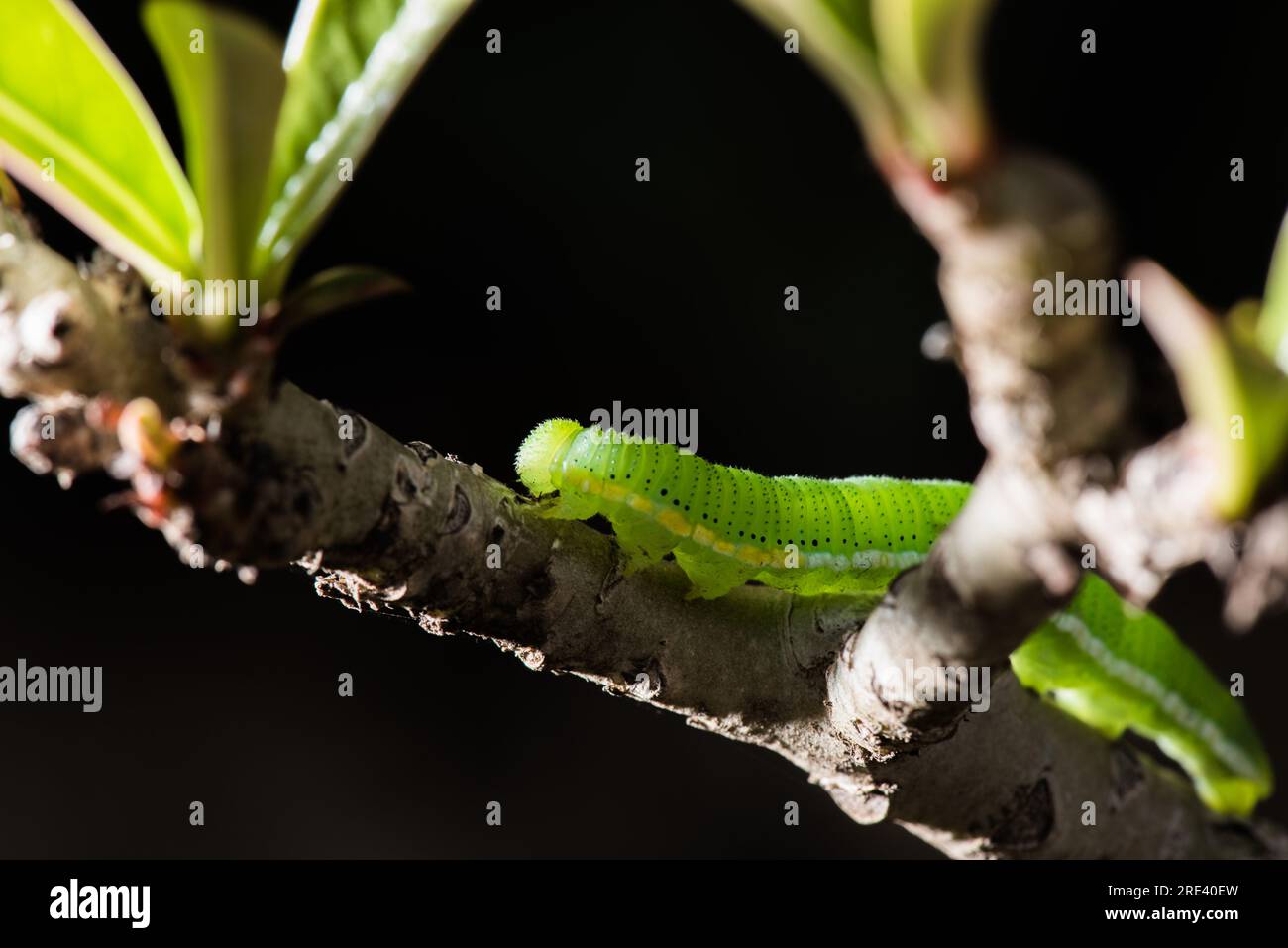 Caterpillar walking on a branch Stock Photo Alamy