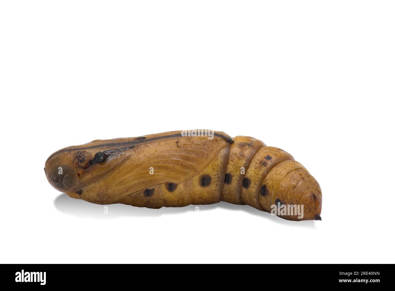 Close up Moth Pupa on a white background Stock Photo