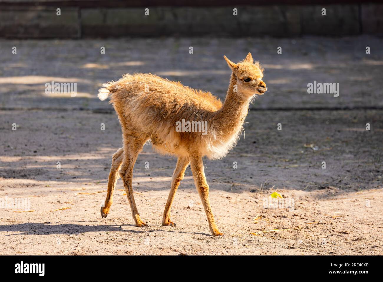 A young vinkunja or vicuna in a zoo has a lot of valuable wool, Germany Stock Photo