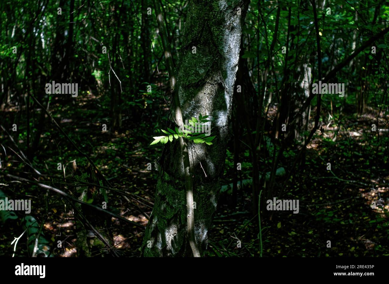 Sunny dense pine forest spring hi-res stock photography and images - Alamy