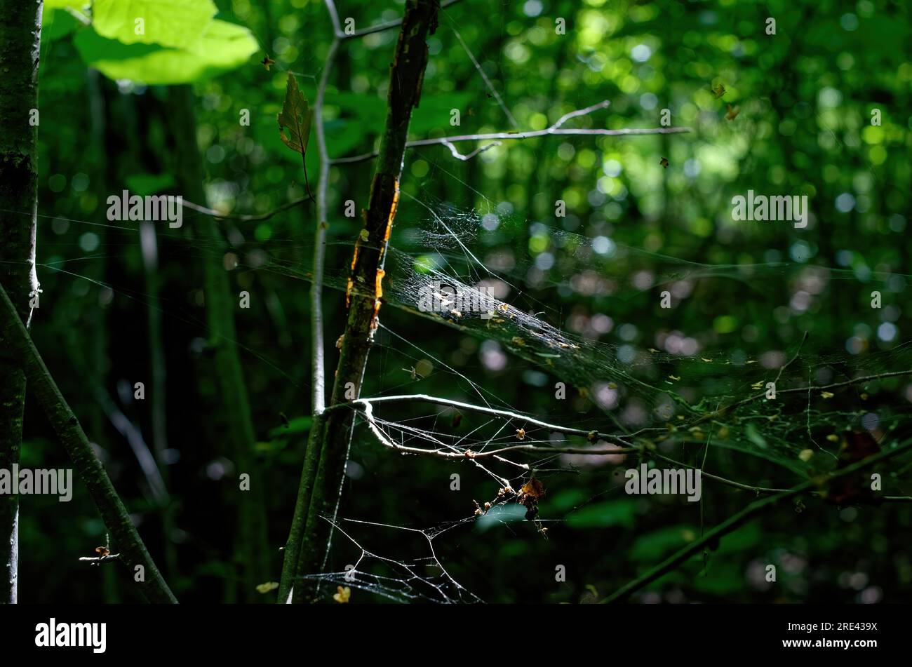 A sunny day in a dense forest in summer, Russia Stock Photo