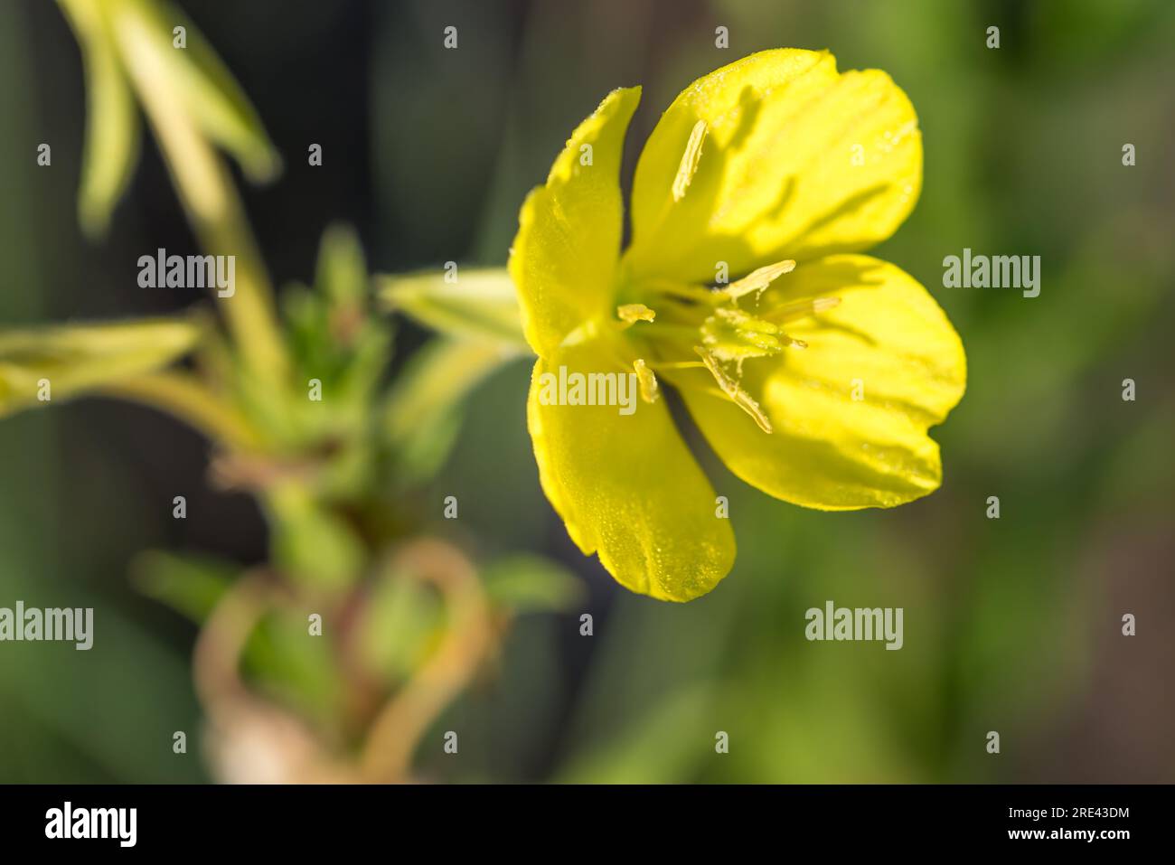 Oenothera biennis, common evening-primrose summer yellow flowers closeup selective focus Stock Photo