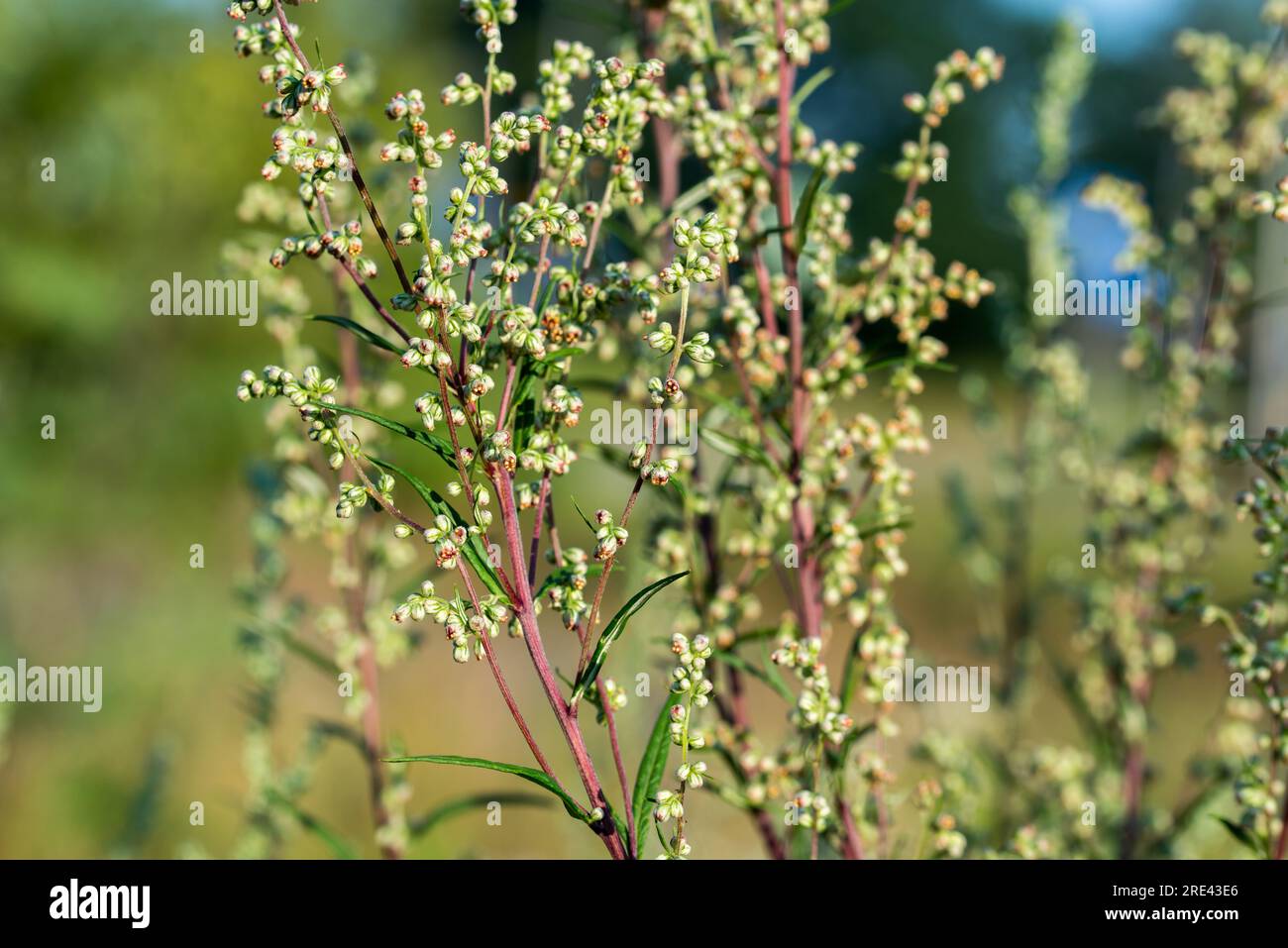 Artemisia campestris, field wormwood summer  flowers closeup selective focus Stock Photo