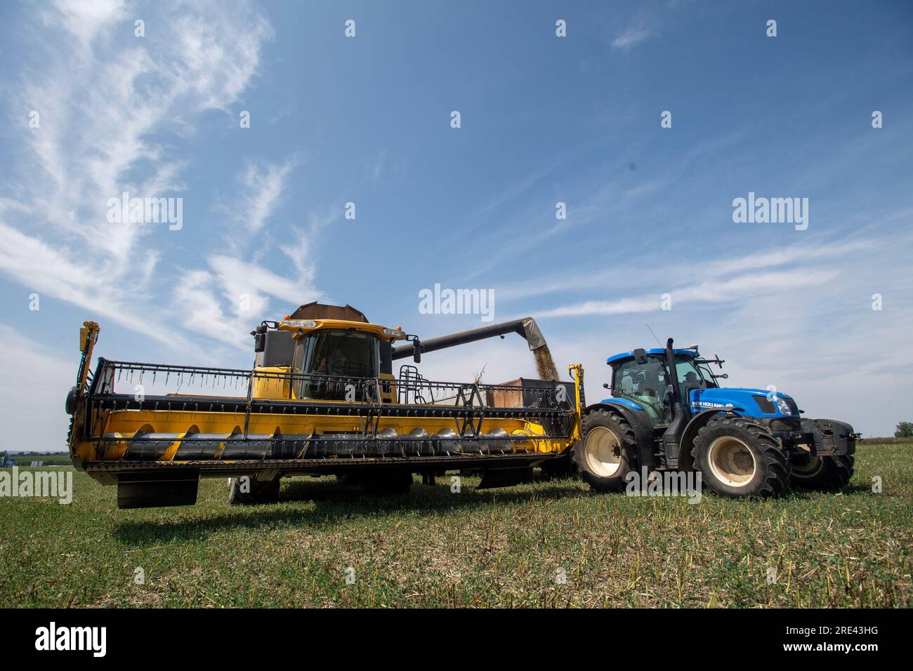 Pardubice, Czech Republic. 24th July, 2023. A combine harvester harvests a field of broad bean, fava bean, faba bean (Vicia faba) in Uhretice near Pardubicd, Czech Republic, on July 24, 2023. Credit: Josef Vostarek/CTK Photo/Alamy Live News Stock Photo