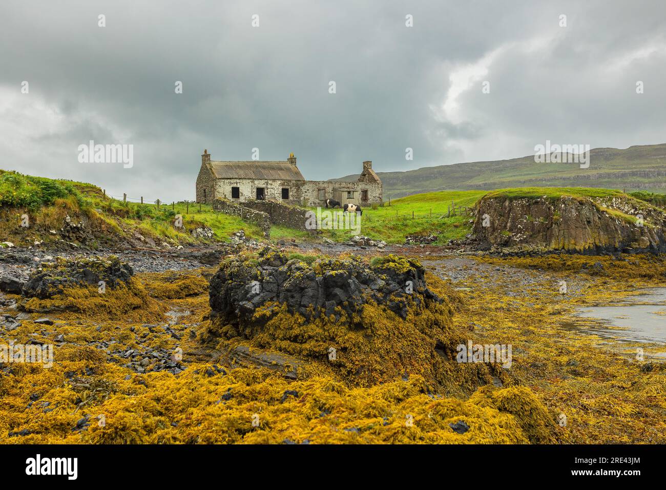 Derelict croft house, used as a cow shed on the Isle of Canna, Scotland