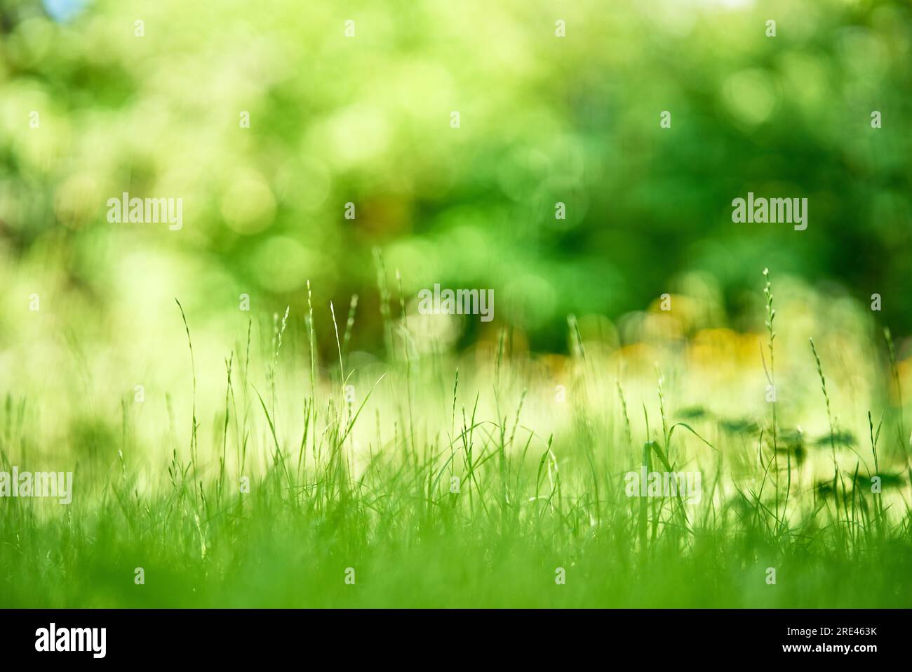Green grass background texture with copy space. Nature concept Stock Photo