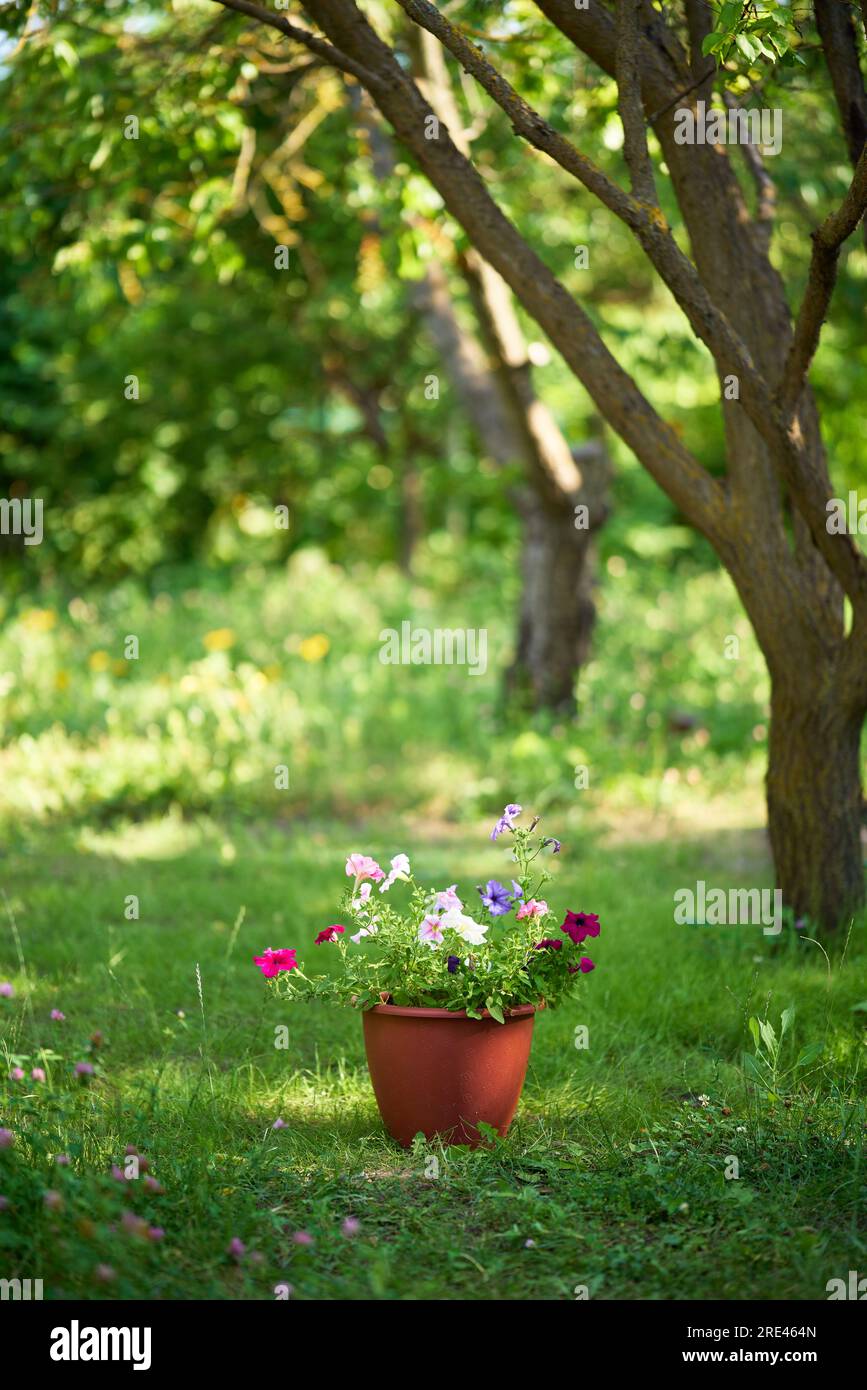 Pot with flowers sits on green grass in the garden with copy space. Nature background. Outdoors concept Stock Photo