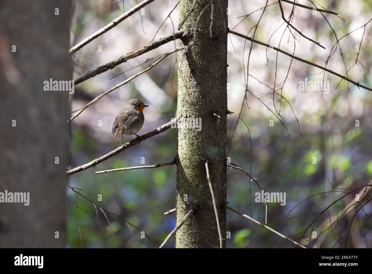 European robin, small wild bird sits on a dry tree branch in the forest on a sunny day Stock Photo