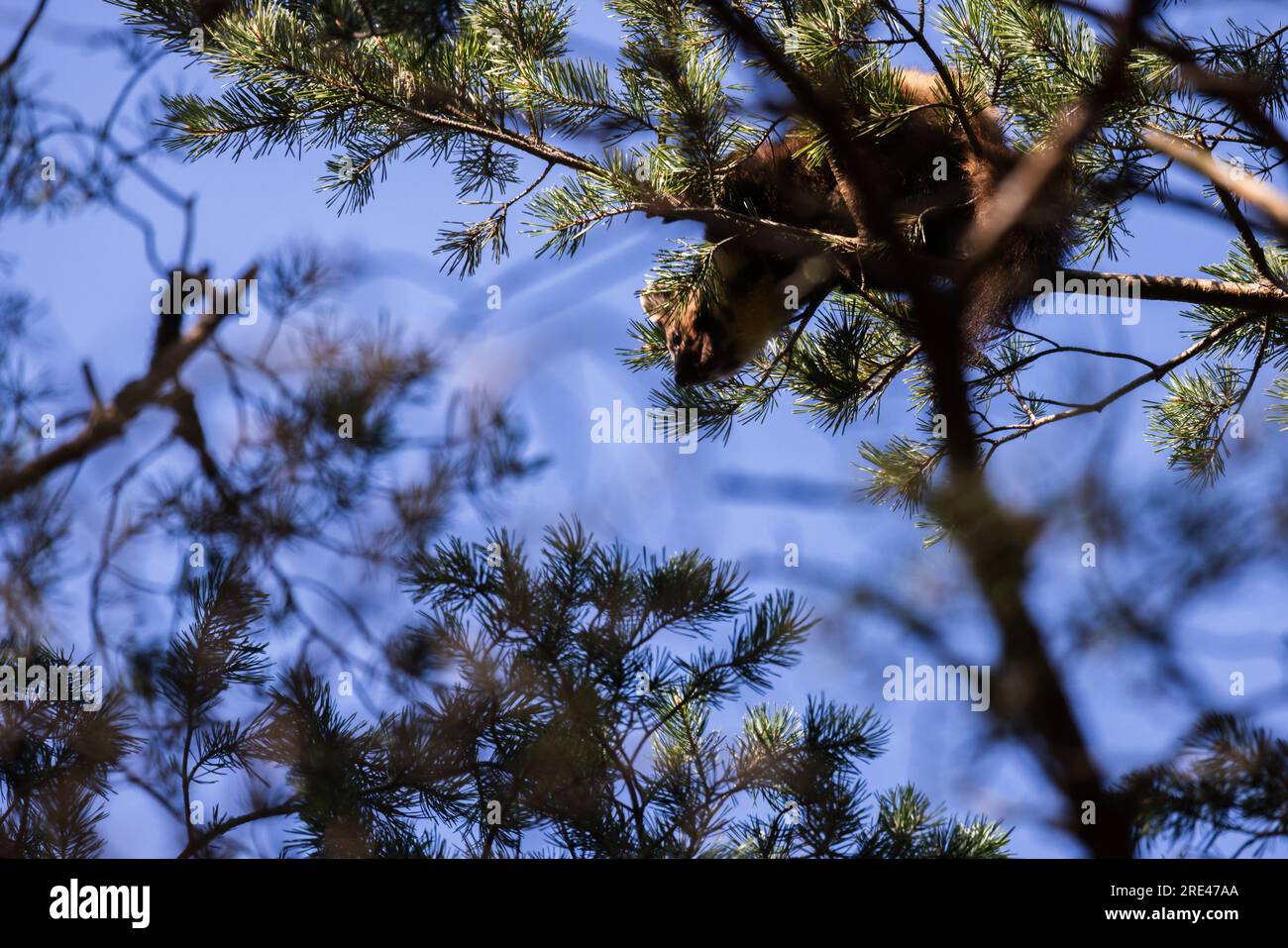 The European pine marten is on a pine tree branches under blue sky. Also known as the pine marten, is a mustelid less commonly also known as baum mart Stock Photo